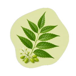 Neem
