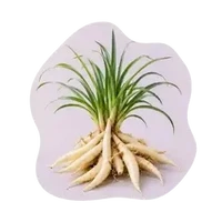 Safed Musli