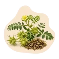 Tribulus